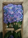 Hortensia Zijden bloem PaarsBlauw zijde bloemen