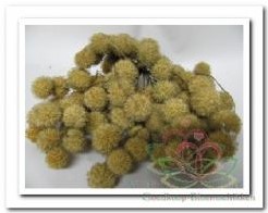 Plataan naturel / Small ball bundel Plataanballetjes