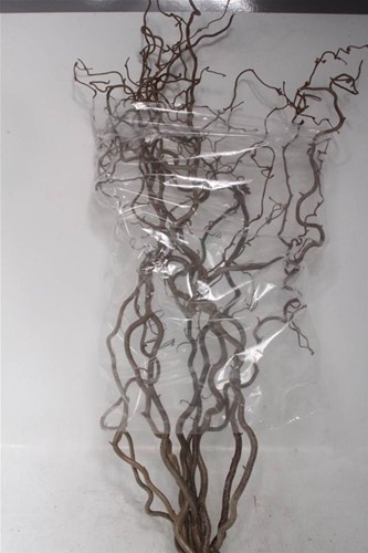 Kronkelhazelaar Corylus Av Contorta 3 jarig ca. 120-129 cm PER STUK Paastak Paasboom