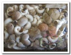 Polinices Didyma schelpen 1 kilo