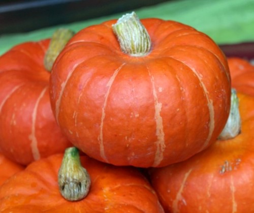 Marmito F1 Kabocha Buttercup