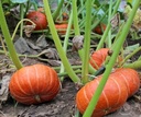 Marmito F1 Kabocha Buttercup