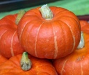Marmito F1 Kabocha Buttercup