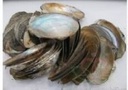 Mossel Zoetwater 1 kilo Mossel Oester om te beschilderen