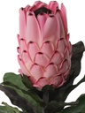 Protea baardsuikerbos 75cm groot, bloem 12cm , Zeer exclusief met geflockte steel