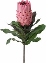 Protea baardsuikerbos 75cm groot, bloem 12cm , Zeer exclusief met geflockte steel