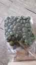 Putka / pudka pods Groen ca. 40gram klein verp 