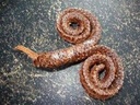 Palm Mule Male ring zak ca. 15stuks