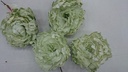 Pioenroos LichtGroen de luxe 12cm / PAK4st foam 