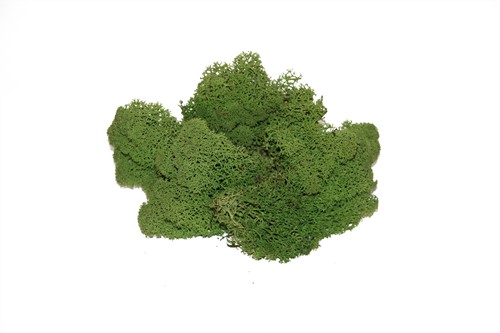 Rendiermos Ijslandsmos MOS-MOSGroen ca. 2700-3000gr 