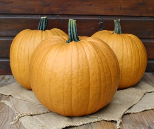 Spicy Mocha F1 PMT bijzondere kleur kleinverpakking halloweenpompoenzaden