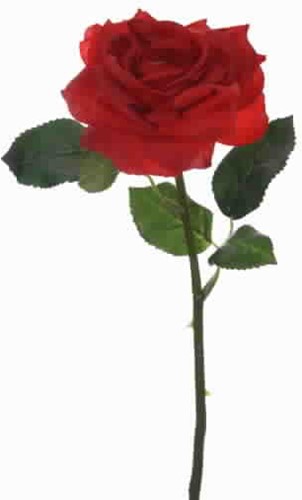 Roos BEAUTY Dark rood Roos knop