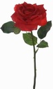 Roos BEAUTY Dark rood Roos knop