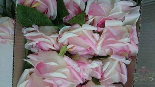 Roos Groot Zijden / Tak 60cm Roze/Peach Grote roos