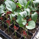 Stekclips rood plantenclip platbek 50 stuks stek clipjes