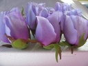 Roosjes 5-6cm Zijden Best Quality Purple 2 tone10 st 