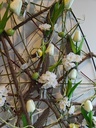 Vogeltje de luxe Groengeel /Wit doos 12 stuks voor bloemschikken en decoratie