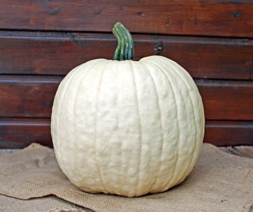 White Lightning F1 PMT kleinverpakking Witte, grote halloweenpompoenzaden ca. 5.5-7 kg