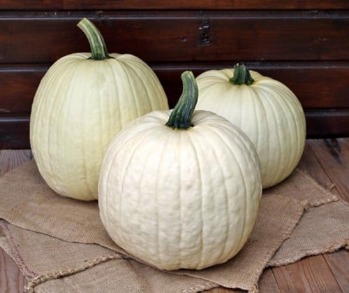 White Lightning F1 PMT kleinverpakking Witte, grote halloweenpompoenzaden ca. 5.5-7 kg