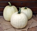 White Lightning F1 PMT kleinverpakking Witte, grote halloweenpompoenzaden ca. 5.5-7 kg