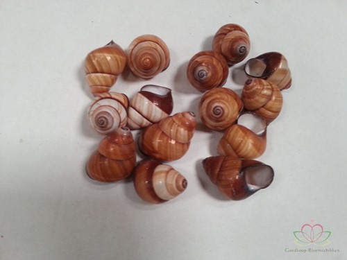 Rufogaster Landsnail 15 stuks 4cm spits Landslak
