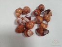 Rufogaster Landsnail 15 stuks 4cm spits Landslak