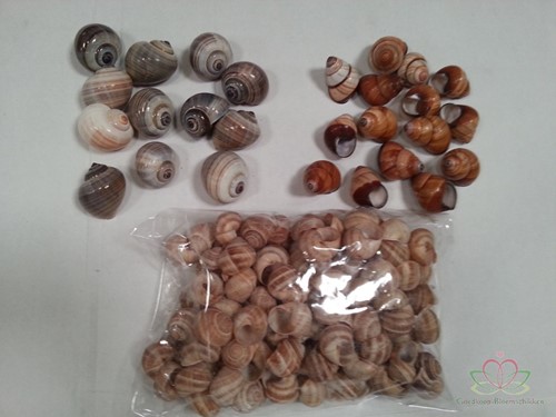 Rufogaster Landsnail 15 stuks 4cm spits Landslak