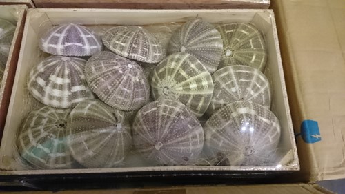 Zeeegel 10st SEA URCHIN Alfonso Naturel LET OP 10 stuks Zee-egel