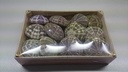 Zeeegel 10st SEA URCHIN Alfonso Naturel LET OP 10 stuks Zee-egel