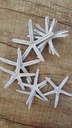 Zeester Finger starfish 10-15cm champagne/zilver 10 pcs 