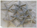 Zeester Starfish grijsblauw, 10-15 cm 10 stuks