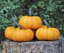 SAM Orange kleinere Halloween  - 1000 zaden oranje pompoentjes