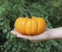 SAM Orange kleinere Halloween  - 1000 zaden oranje pompoentjes