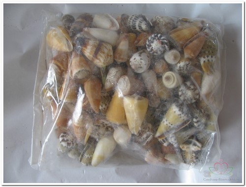 Schelpenmix Cones Conus 1 kilo