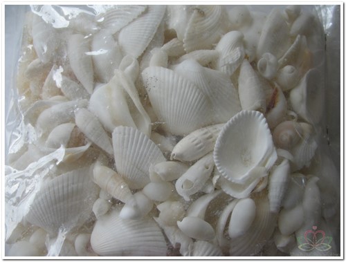 Schelpenmix Wit 1 kilo 