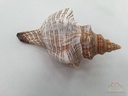 Shell Fasciolara Trapezium 13 cm 5 stuks Schelpen