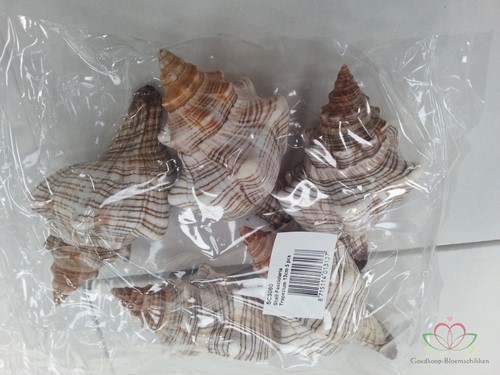 Shell Fasciolara Trapezium 13 cm 5 stuks Schelpen