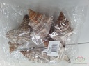 Shell Fasciolara Trapezium 13 cm 5 stuks Schelpen