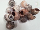 Shell Pila Ampullacea 4+ cm 12 stuks schelpen