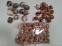 Shell Pila Ampullacea 4+ cm 12 stuks schelpen