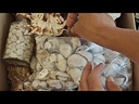youtube - [Video]