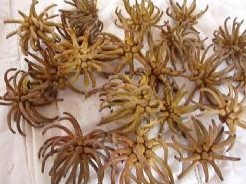 Spidergum claws doosje 20 stuks natuurlijk bloemschikmateriaal