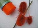 Spring pro Florist Fluor Orange 205 Deco Spray 400cc Neonverf Bloemen