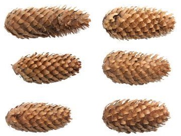 Spruce dennenappel spar 5 kilo 