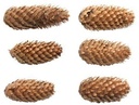 Spruce dennenappel spar 5 kilo 