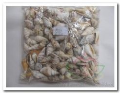 Strombus Urceus 1 kg schelpen