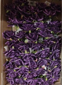Supermooi 25 cm Single Diamondrose PURPLE Paars DOOS48 st Flowerwall bruidsboeket