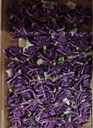 Supermooi 25 cm Single Diamondrose PURPLE Paars DOOS48 st Flowerwall bruidsboeket