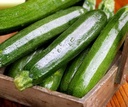 Tarmino F1 Courgette groene Courgette