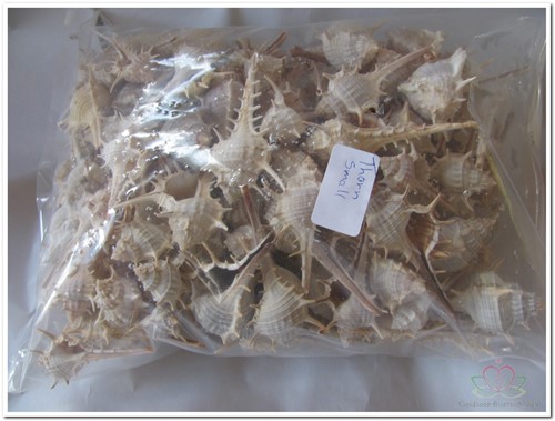 Thorn schelpen klein 1 kilo